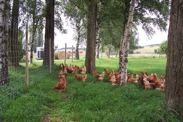 Fotogalerie vom Scheidterhof
